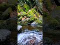 Relaxing Water Sounds Over Mossy Rocks