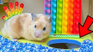 DIY Rainbow Hamster Escape the Pool Maze Pop It Colorful | in Hamster Stories