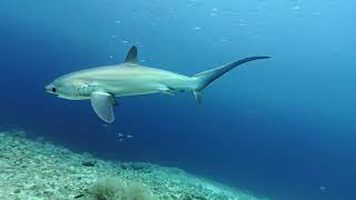 Tubbataha Reef & Malapascua Island, 'Dois Exploradores'