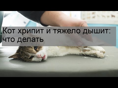 Видео: Что делать, если кошка тяжело дышит и тяжело дышит