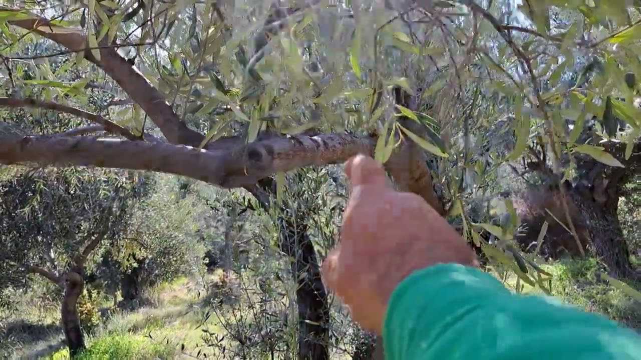 Λάθη στο κλάδεμα ελιάς| 2. Μακριοί βραχίονες
