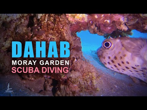 Moray garden Scuba diving in Red sea Egypt
