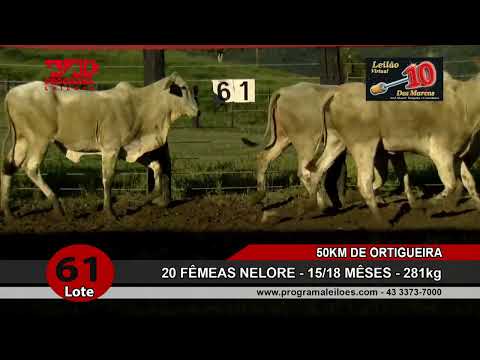 Lote 61