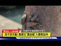 【CNN精選】恐阻塞排水管! 陸原生黃金蜆入侵 南加州3郡進緊急狀態｜TVBS新聞 @TVBSNEWS01