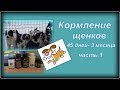 Кормление щенков 45 дней. Часть 1. Питомник "Шилеле"