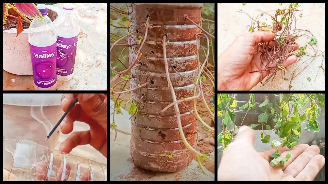 How to grow mint in plastic bottle pudina uganeka aasan tarika YouTube