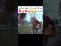 لهذا لا احب ان اعمل ساعي البريد