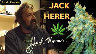 Jack Herer Strain Review: The Legendary "Emperor" of Sativas 🇿🇦