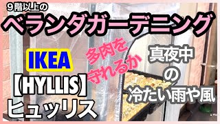 12/11【多肉植物】北風対策IKEA【HYLLIS】ヒュッリスつくります【ベランダ多肉】【ベランダガーデニング】