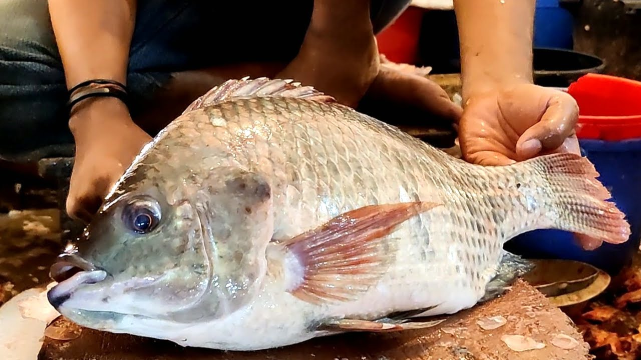 Amazing Cutting Skills - Big TILAPIA FISH Cutting By Expert Fish Cutter