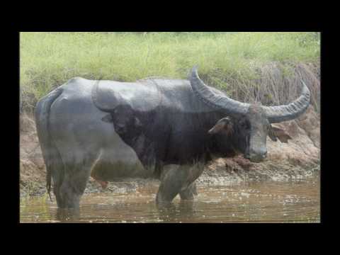 Video: Che Tipo Di Animale è Un Bufalo D'acqua