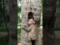 Zuzu the monkey climbed a tree to play, got stuck, and couldn't get down.😘