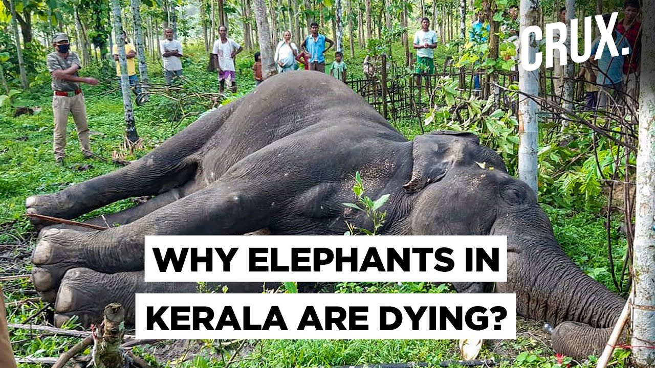 Was The Death Of Kerala Elephant An Act Of Cruelty Or An Accident