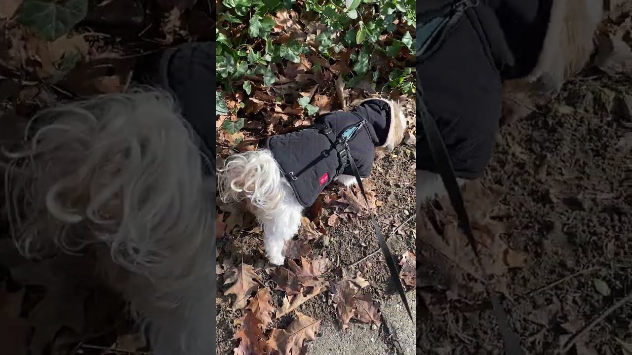 A walk with my 16-year-old Shih Tzu, Sofieke, on her birthday. ❤️ #shihtzu #olddogs #dogwalk 