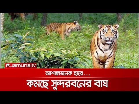 ভিডিও: বাঘের বছরে জন্মগ্রহণকারী মকর চরিত্রটি কী?