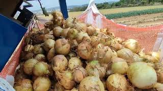 Recolhedor e Cortador de talo de cebola