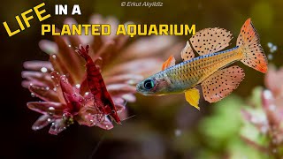 Life In A Planted Aquarium - Cinematic