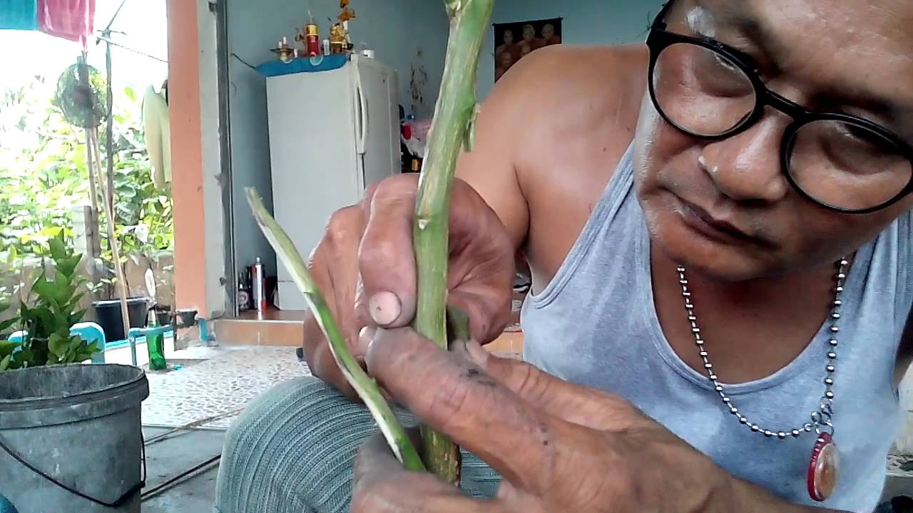 การเสริมรากมะนาวลงเข่งแบบง่ายพี่นาป๊อกแป๊ก อ.เมืองสระบุรี