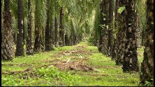 Tres exigencias de la palma aceitera - La Finca de Hoy