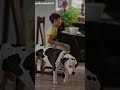 to serve and protect #dog #dogs #dogshorts #puppy #bully #pitbull #bulldog #pittie #achilles #k9