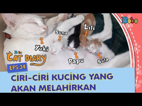 Kucing Lucu - Ciri-Ciri Kucing yang Akan Melahirkan - Bobo Cat Diary Eps 34