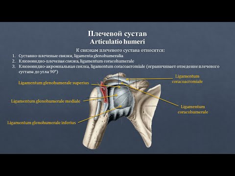 Анатомия плечевого сустава: строение, классификация, фиксирующий аппарат, движения
