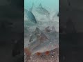Fish Reaction on Joker Underwater