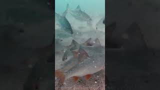 Fish Reaction on Joker Underwater