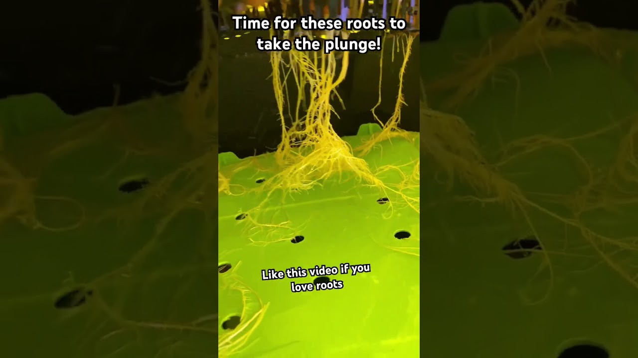 Easy hydroponic DWC roots