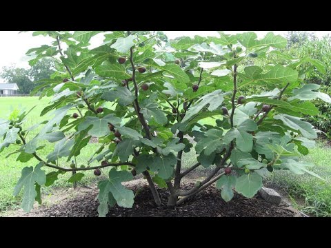 Cách trồng cây sung Mỹ sai trĩu quả – How to grow figs | Thịnh Nông Nghiệp, kỹ thuật trồng cây | Tổng quát các tài liệu liên quan đến figs là gì mới cập nhật