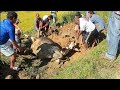 Cow Dies After giving Birth, Burial by Villagers 