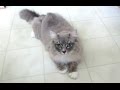 Ragdoll Cat Marky Purring and Kneading