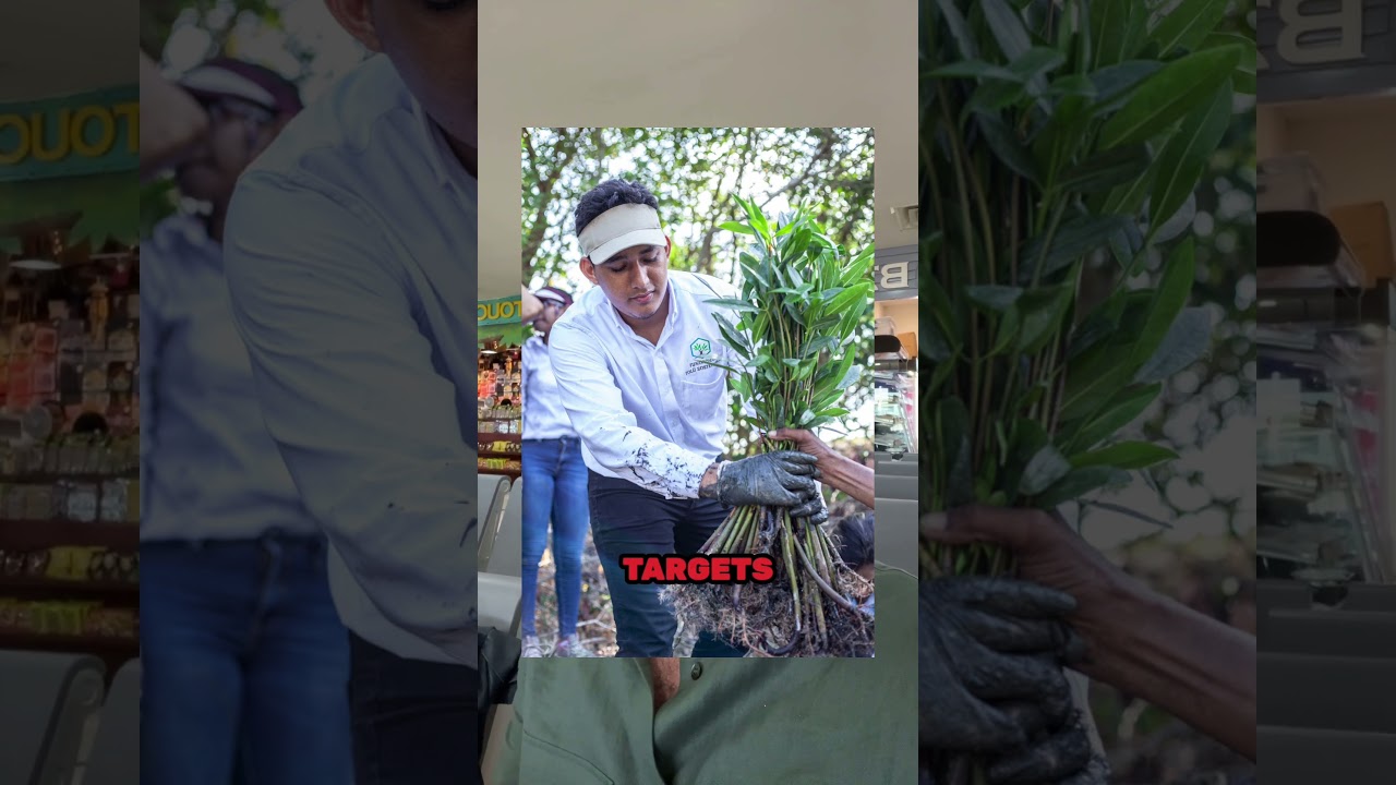 How Forestry Projects Can Qualify for Article 6 and Unlock New Finance