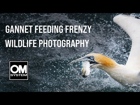 Capturing the chaos of a GANNET FEEDING FRENZY at BEMPTON CLIFFS  - OM System OM-1