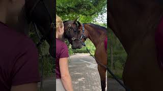 Reunion of Long-Separated Horse Brothers Elicits Joy and Love