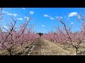 From the Blossoms of the Hondón Valley to Cieza’s Pink Spectacle: A Journey of Colors!