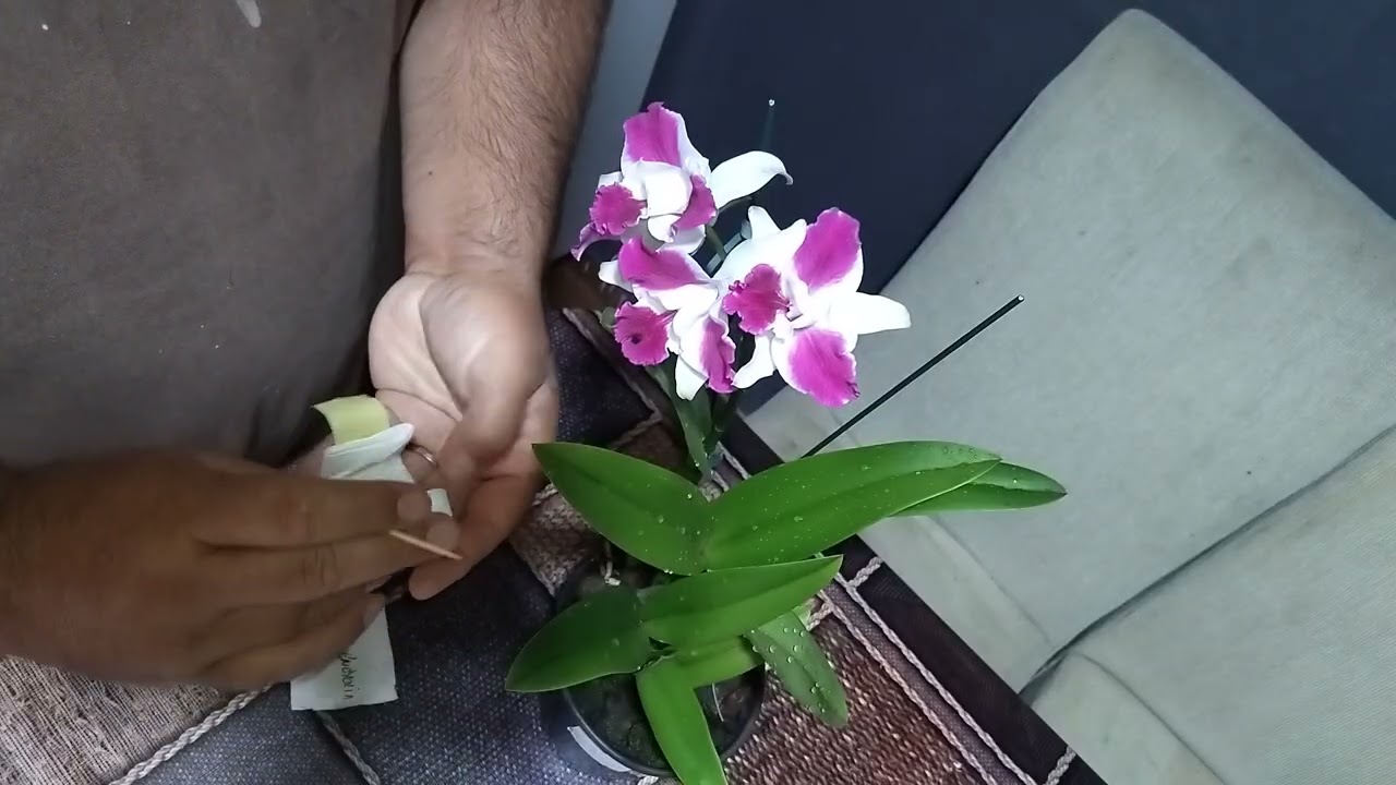 Polinização de orquideas temporada 2026 
