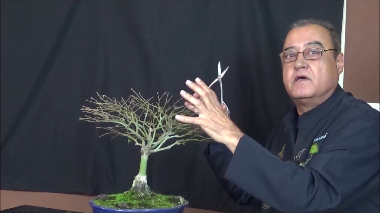 Poda de Otoño en caducos, Arces e Higueras