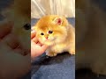 An extremely cute cat #cat #cute #viral
