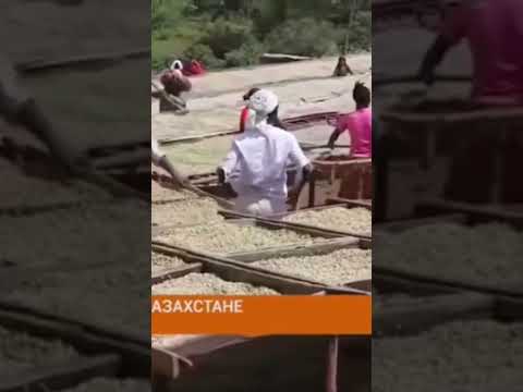 Откуда появилось кофе?
