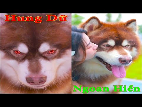 Thú Cưng TV | Gấu Alaska Gia Gia #8 | chó thông minh vui nhộn | Pets funny cute smart dog