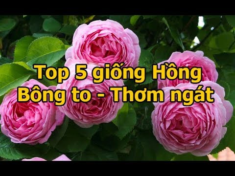 Top 5 hoa hồng ngoại đẹp nhất | Hoa hồng bông to và thơm | Foci