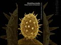 Ragweed Spiky Details 20260314 0990 | Pollen | Microscopic - Vertical Stock Footage