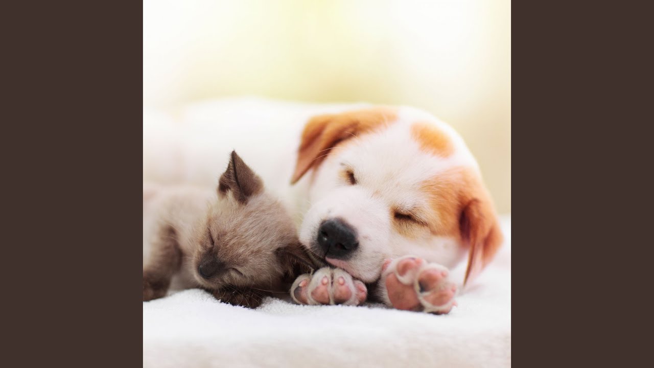 ASMR Rain Drizzles On Pet's Haven