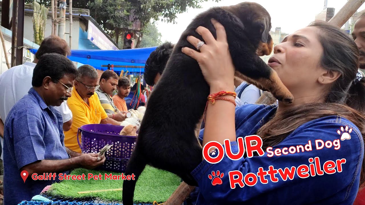 Galiff Street Pet Market | Rottweiler Dog Price in Kolkata l Galiff Street Pet Market Dog Price
