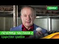 Плодоношення і збір ПЕЧЕРИЦЬ. Як виростити якісні гриби? Частини 2.