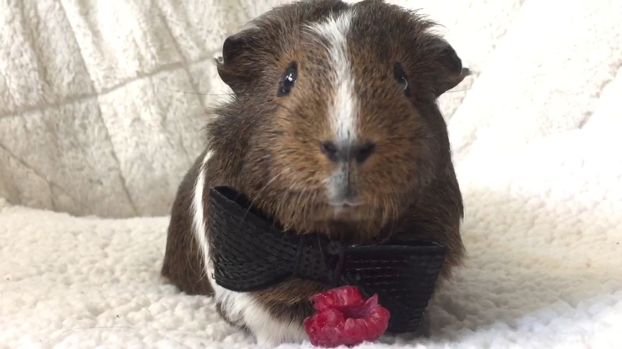 Dandy the guinea pig eating a raspberry while wearing a bowtie YouTube
