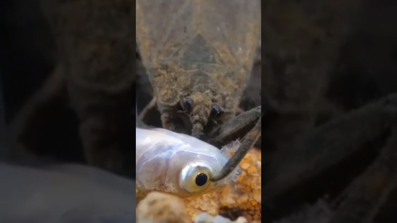 El escarabajo de agua asesino #insecto #acuatico #viral #curiosidades