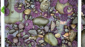 Intertidal Community Survey