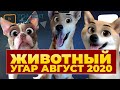 СМЕШНЫЕ ЖИВОТНЫЕ АВГУСТ 2020 / ЛУЧШИЕ ПРИКОЛЫ С ЖИВОТНЫМИ 2020